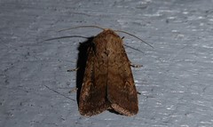 Proteuxoa tetronycha