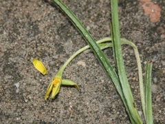Hypoxis floccosa