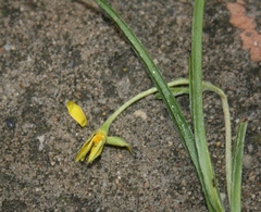 Hypoxis floccosa