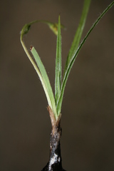 Hypoxis floccosa