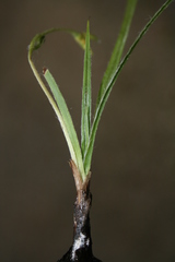 Hypoxis floccosa