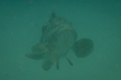 Epinephelus malabaricus