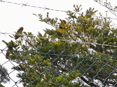 Cunninghamia lanceolata