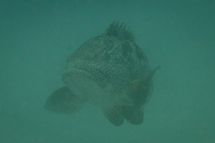 Epinephelus malabaricus