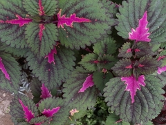 Coleus scutellarioides
