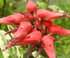 Euphorbia tithymaloides
