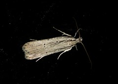 Anisoplaca ptyoptera