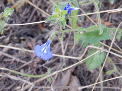 Salvia monantha