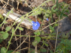 Salvia monantha