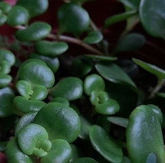 Sedum tetractinum