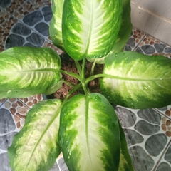 Dieffenbachia