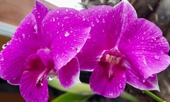 Orchidaceae