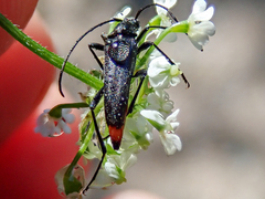 Stenurella nigra