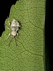 Brachyolus punctatus