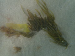 Dictyota kunthii