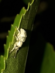 Brachyolus punctatus