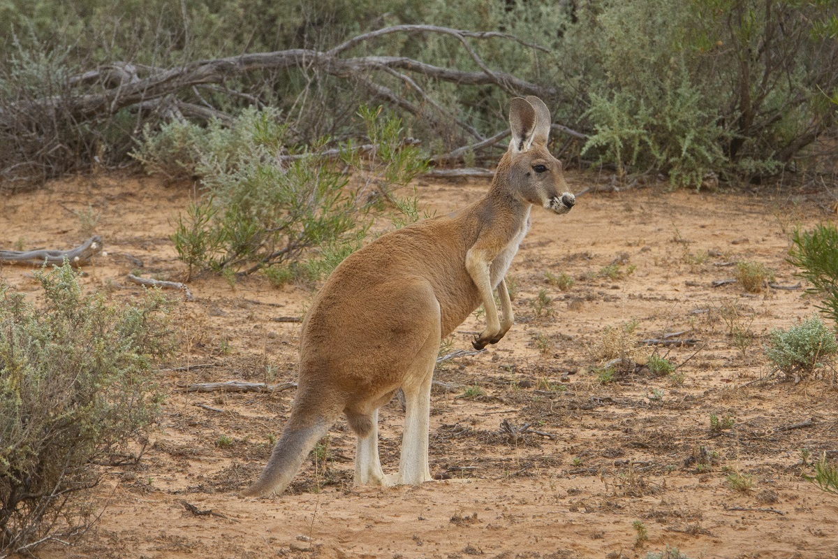 Red Kangaroo (Macropus rufus) · iNaturalist