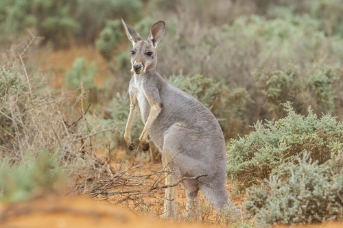 Red Kangaroo