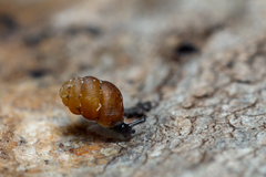 Vertigo substriata