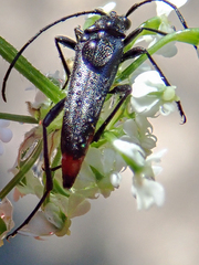 Stenurella nigra