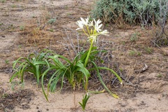 Crinum flaccidum