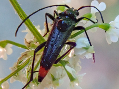 Stenurella nigra