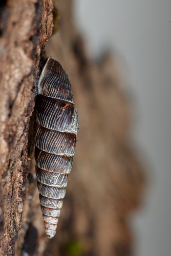 Macrogastra ventricosa