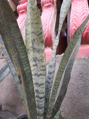 Sansevieria
