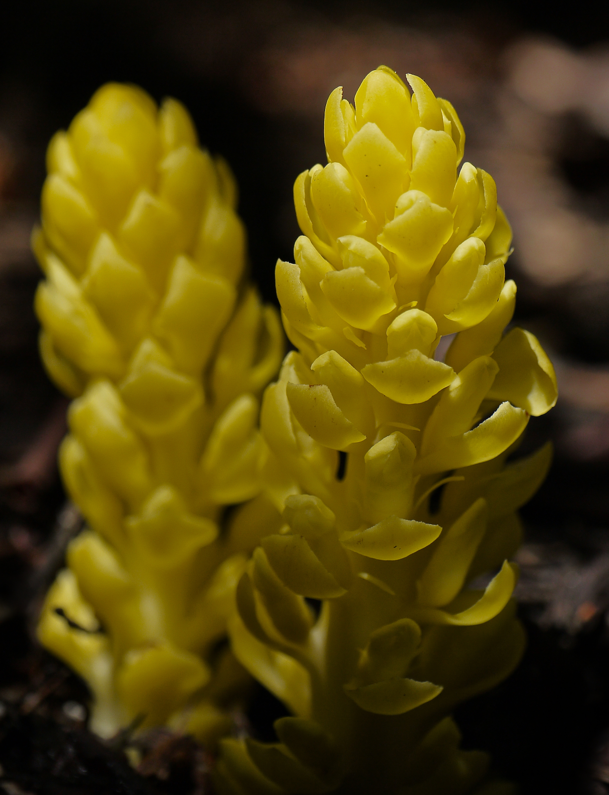Kopsiopsis