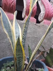 Sansevieria