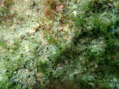 Eatoniella