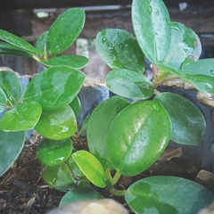 Peperomia urvilleana