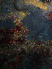 Stelletta