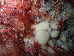 Pseudodistoma opacum