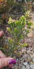 Passerina rubra