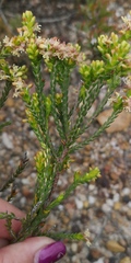 Passerina rubra