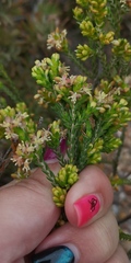 Passerina rubra