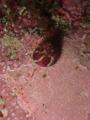 Micrelenchus sanguineus