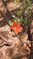 Brachychiton paradoxus