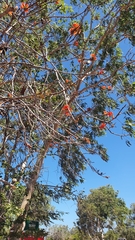 Brachychiton paradoxus