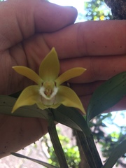 Dendrobium fleckeri