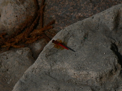 Sympetrum speciosum