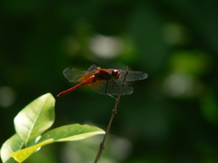 Sympetrum speciosum