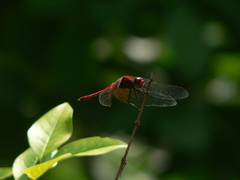 Sympetrum speciosum