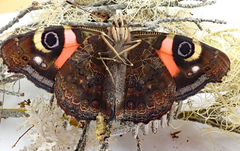 Vanessa gonerilla ida