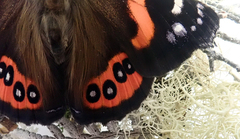 Vanessa gonerilla ida