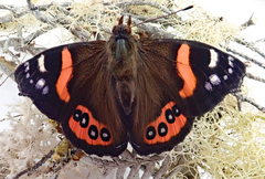 Vanessa gonerilla ida