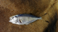 Trachinotus ovatus