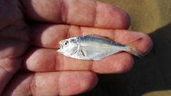 Trachinotus ovatus
