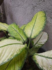 Dieffenbachia
